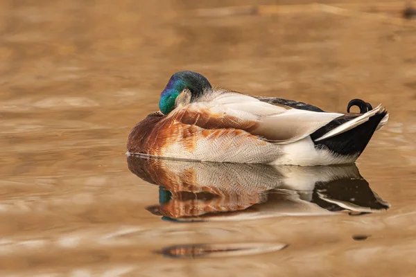 Mallard Duck is a bird often seen on water reservoirs in Poland