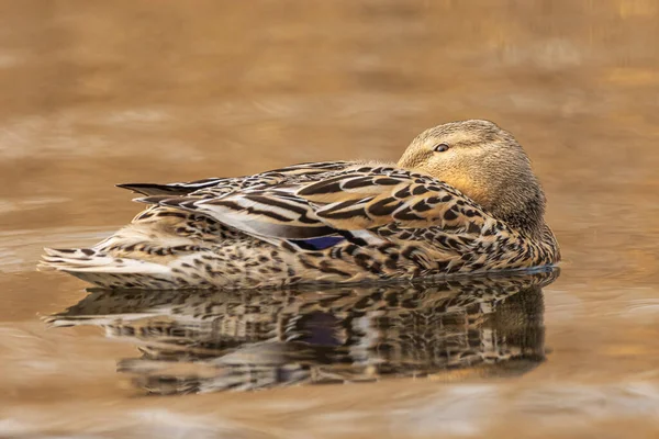Mallard Duck is a bird often seen on water reservoirs in Poland