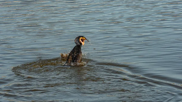 A pretty cormorant, quite a large fish eater