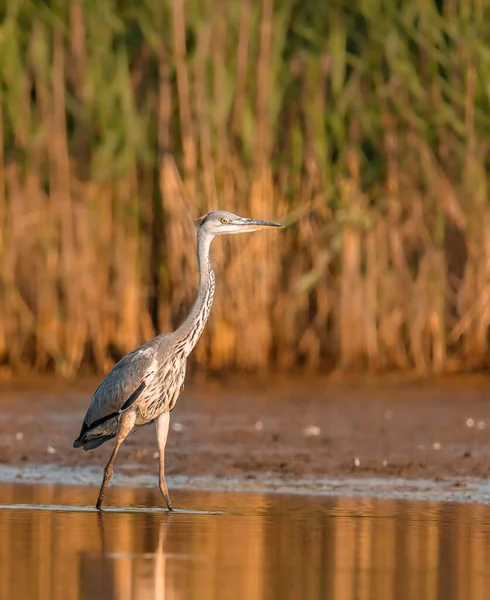 The Gray Heron is a beautiful large bird residing in large numbers in Poland