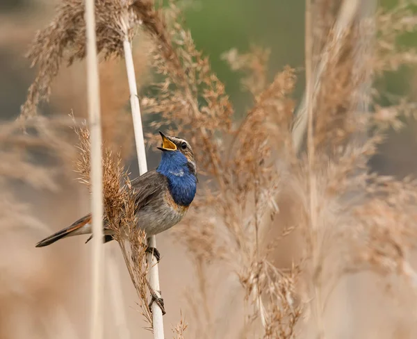 A small colorful bird residing in Poland