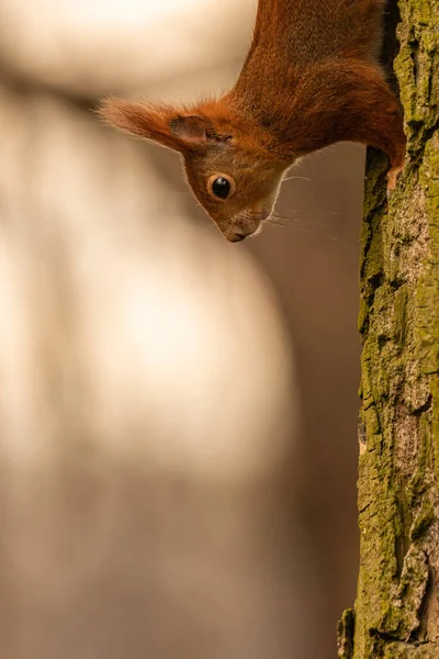 A portrait of a red squirrel
