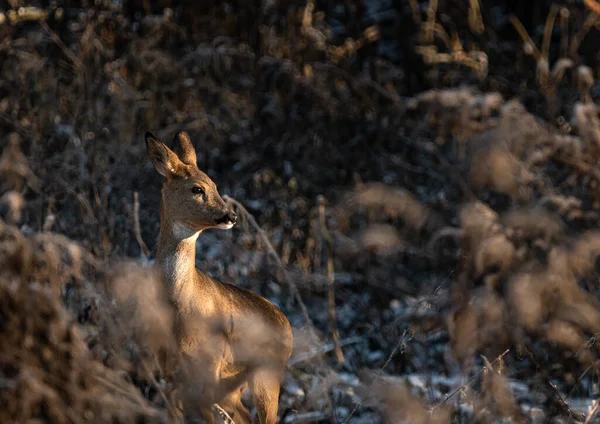 Deer wrapped in the light of the setting sun