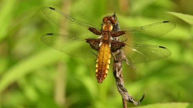 Flat-bellied dragonfly filmed in Polish meadows.