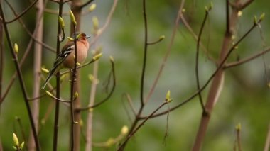 The finch is a small colorful bird and, in addition, a great singer.