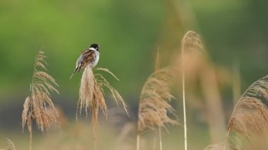 Potrzos a small bird living among the reeds