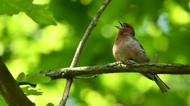 Кінчик Маленький Барвистий Птах Крім Чудовий Співак — стокове відео