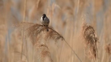 Potrzos a small bird living among the reeds