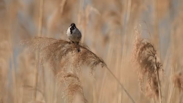 Potrzos Mały Ptak Żyjący Wśród Trzciny — Wideo stockowe