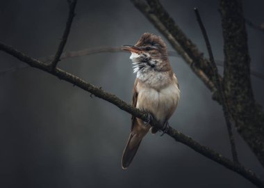 Çiftleşme şarkısı söylerken dal üzerinde bir sazlık bülbülü