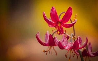 Türk zambağı batan güneşin ışığında