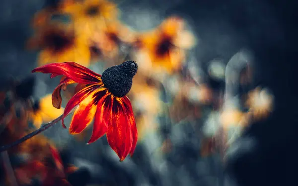 Güzel Rudbeckia çiçekleri bahçelerde fotoğraflandı. Rudbeckia çiçekleri bahçelerde fotoğraflandı.