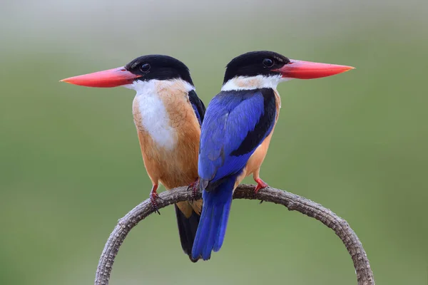 Aves Azuis Exóticas Empoleiradas Juntas Ramo Curva Agradável Expor Sobre — Fotografia de Stock