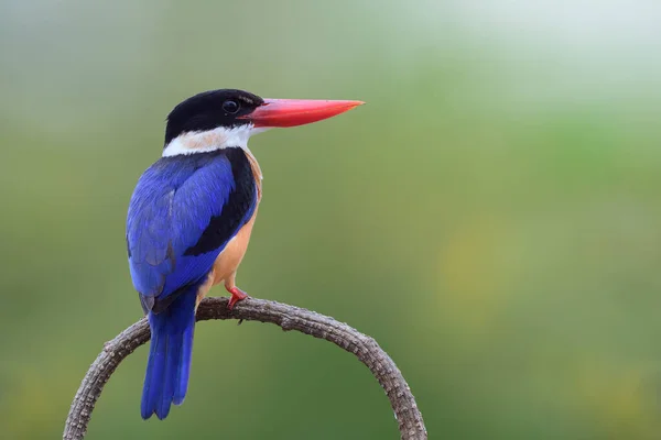 タイの冬の移住期で最も美しい鳥の一つで 黒い頭と曲線の枝に大きな赤いくちばしを持つ青い鳥 黒いキャップのキングフィッシャー — ストック写真