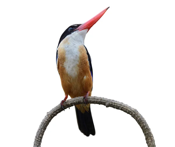 白い背景に隔離された曲線の枝に腰掛けている間に敵の鳥に侵入するように警告された大きな赤いくちばしの鳥の胸を持つ茶色の胸 黒キャップキングフィッシャー — ストック写真