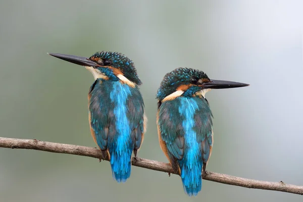 Burung Kembar Bertengger Cabang Bersama Sama Kingfisher Umum — Stok Foto