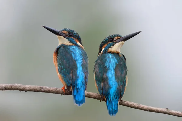Užaslá Dvojčata Modrá Záda Černými Zobáky Ptáci Sedící Společně Dřevěné — Stock fotografie
