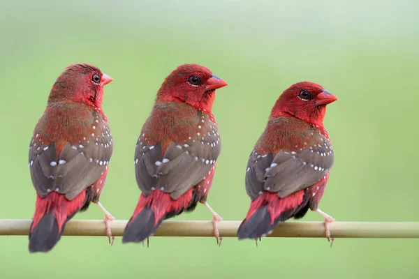 Drievoudige Rode Bruggen Met Witte Vlekken Bruine Vleugels Die Samen — Stockfoto