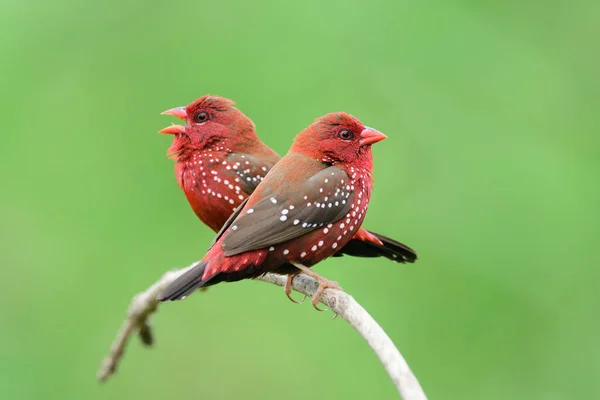 Singender Feuerball Roter Vogel Während Der Brutzeit Auf Gebogenem Ast Stockfoto