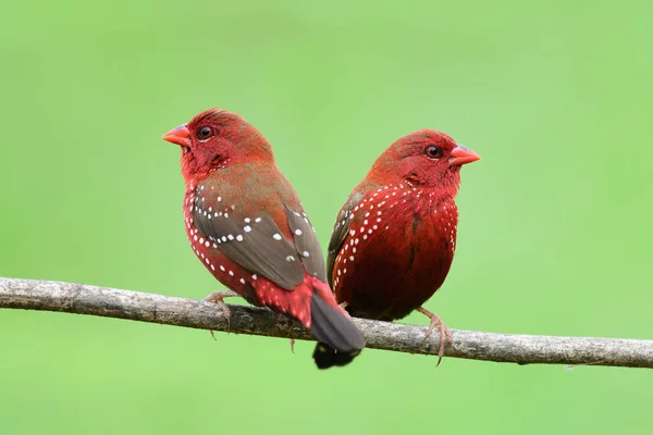 Twin Fire Red Birds Perching Wooden Branch Expose Green Blur Stock Picture