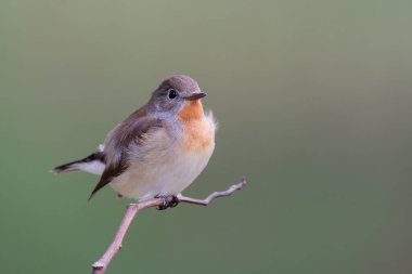 lovely fat bird with fluffy feathers while calmly perch on thin branch over low lighting environment, red-breasted flycatcher (ficedela parva)