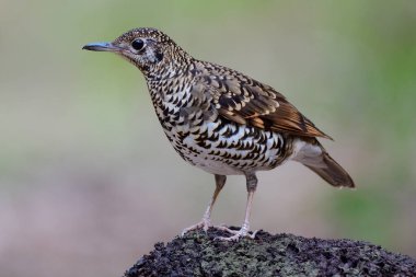 tiger look like bird with livery and stripe in gold and black with white under part, white's thrush (zoothera aurea) nicely perching on dirt pole over fine blue green background
