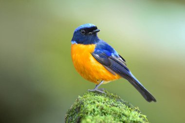 beautiful blue wings, yellow belly, black face and velvet head bird perching on green moss rock over blurry background, male rufous-bellied niltava (sundara)