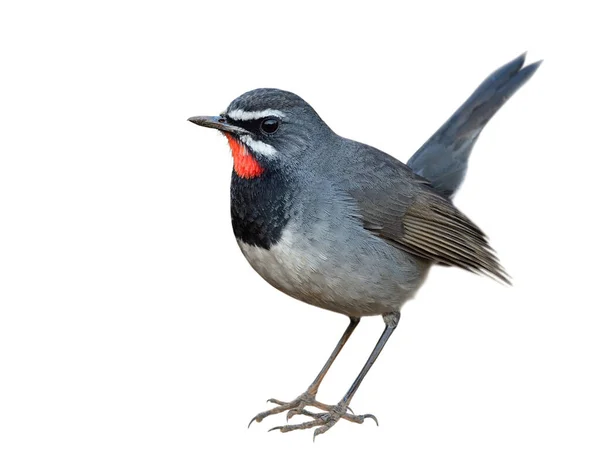 Beautiful Dark Grey Bird Has Velvet Red Chin White Strips — Fotografia de Stock