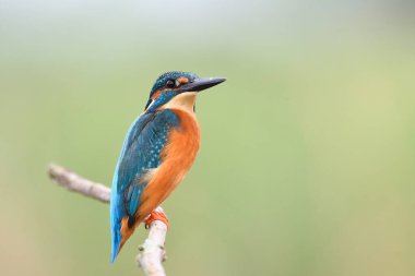 güzel turkuaz ve turuncu siyah gagalı, erkek balıkçı
