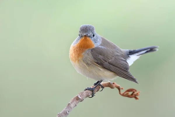 lovely brown bird with orange chest to chin on wooden branch, red-throated flycatcher