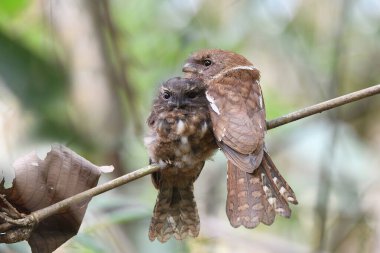 Anne, Gould 'un kurbağa ağızlı ailesi ormanda uyurken yavru kamuflaj kuşunu tutuyor.