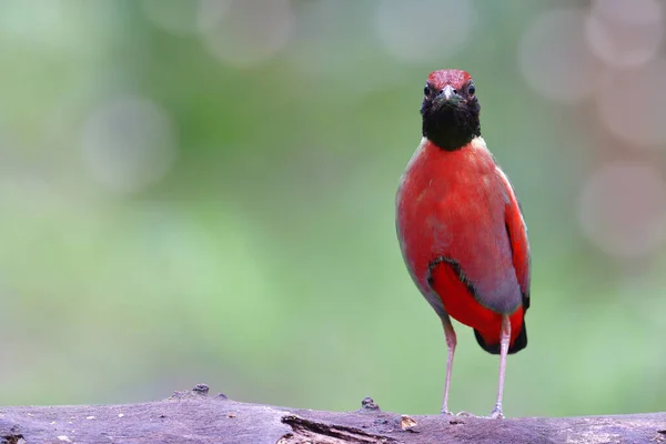 エキゾチックな超赤い鳥が写真家のために立ち上がるとき誇らしげにスタンスでログオン — ストック写真