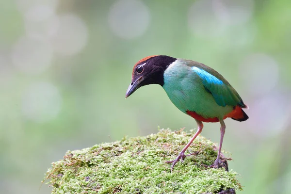 exotic green bird caught in the act on mossy spot in garden, hooded pitta