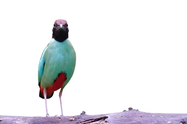 Egzotyczny Zielony Ptak Prosto Stojący Pniu Podczas Sezonu Migracyjnego Izolowany — Zdjęcie stockowe
