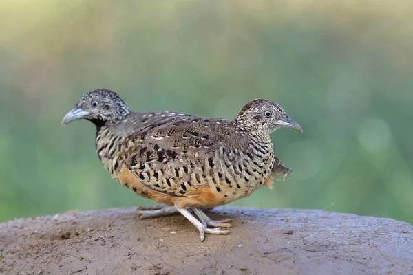 stock image beautiful ground birds in mating season when posting together on dirt pole, barred buttonquail