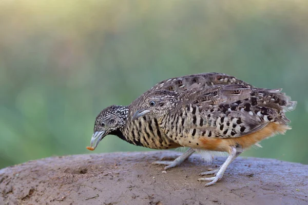 Eksotis Saat Burung Jantan Membiarkan Perempuan Makan Cacing Makan Menunjukkan — Stok Foto