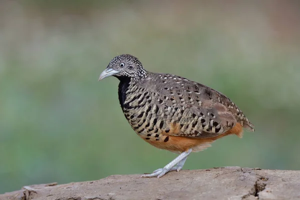 Close Female Barred Buttonquail Expose Soft Lighting Morning Clear Details — Stok Foto