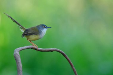 Prinia flaviventris, hoş sarı, gri yüzlü ve uzun kuyruklu güzel bir kuş.