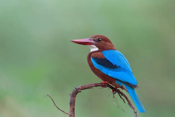 Blue bird, Halcyon smyrnensis (white-throated kingfisher) calmly perching on curve wooden branch expose against soft green background