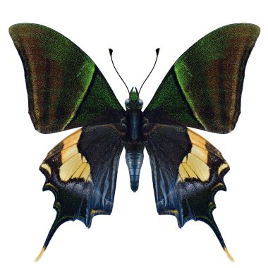 Güzel kırlangıç kuyruğu koyu yeşil kelebek beyaz arka planda izole, dişi kaiser-i-back (teinopalpus emperialis)