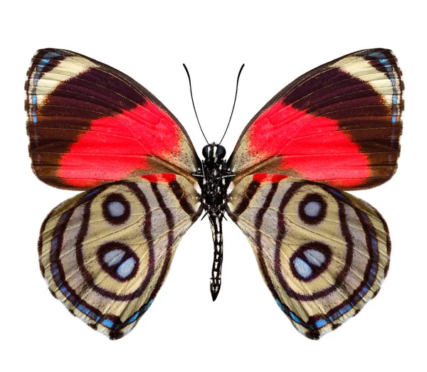 白い背景に隔離されたペルー 赤褐色およびベージュのストライプの翼からの呼吸器のヒステリーの蝶の閉鎖 ストック画像