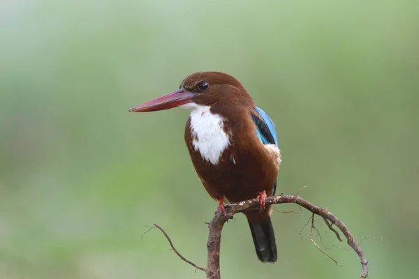 large beaks brown bird with white mark on its chest on wooden twig, white-throated kingfisher, halcyon smyrnensis