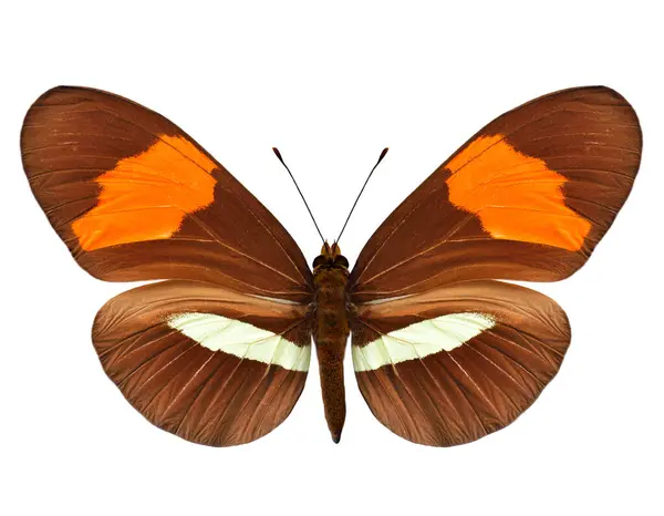 ヘリコニーのメラメネ ロジーナ美しいファンシーな蝶は白い背景で隔離された中央および南アメリカから始まりました ロイヤリティフリーのストック画像