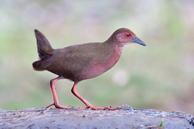 Güzel kestane rengi, kırmızı gözlü kuş, çamurlu gölete basan kuş vahşi, yanal yakutta yiyecek arıyor.