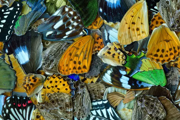 Kelebek kanatlarının güzel dokusu renkli arka planda büyük bir koleksiyon oluşturur.