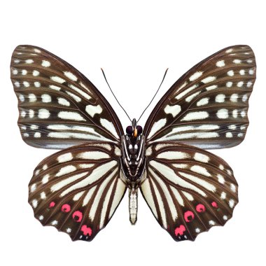 Hestina assimilis; kırmızı halka kelebek öngörünümü beyaz arka planda izole, uçan böcek