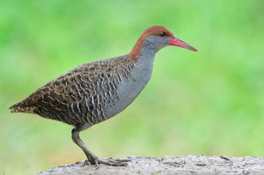 Güzel gri kuş, toprak tepenin üzerinde mavi yeşil zemine karşı dimdik duruyor.