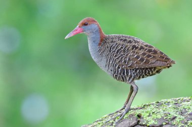 Güzel gri göğsü, çizgili kanatları ve çamurlu direğin üzerinde duran gövdesi olan bir kuş.