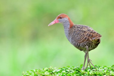 sweet grey bird walking on natural green weed carpet, slaty-breasted rail (Lewibia striata) clipart