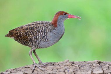Güzel gri kuş duruşu kirli zeminde komik hareketlerle, sarkmış göğüslü demiryolu